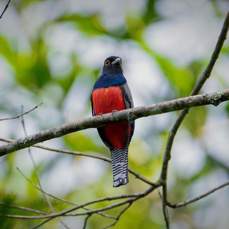 Shimiyacu Amazon Lodge Тарапото Экстерьер фото