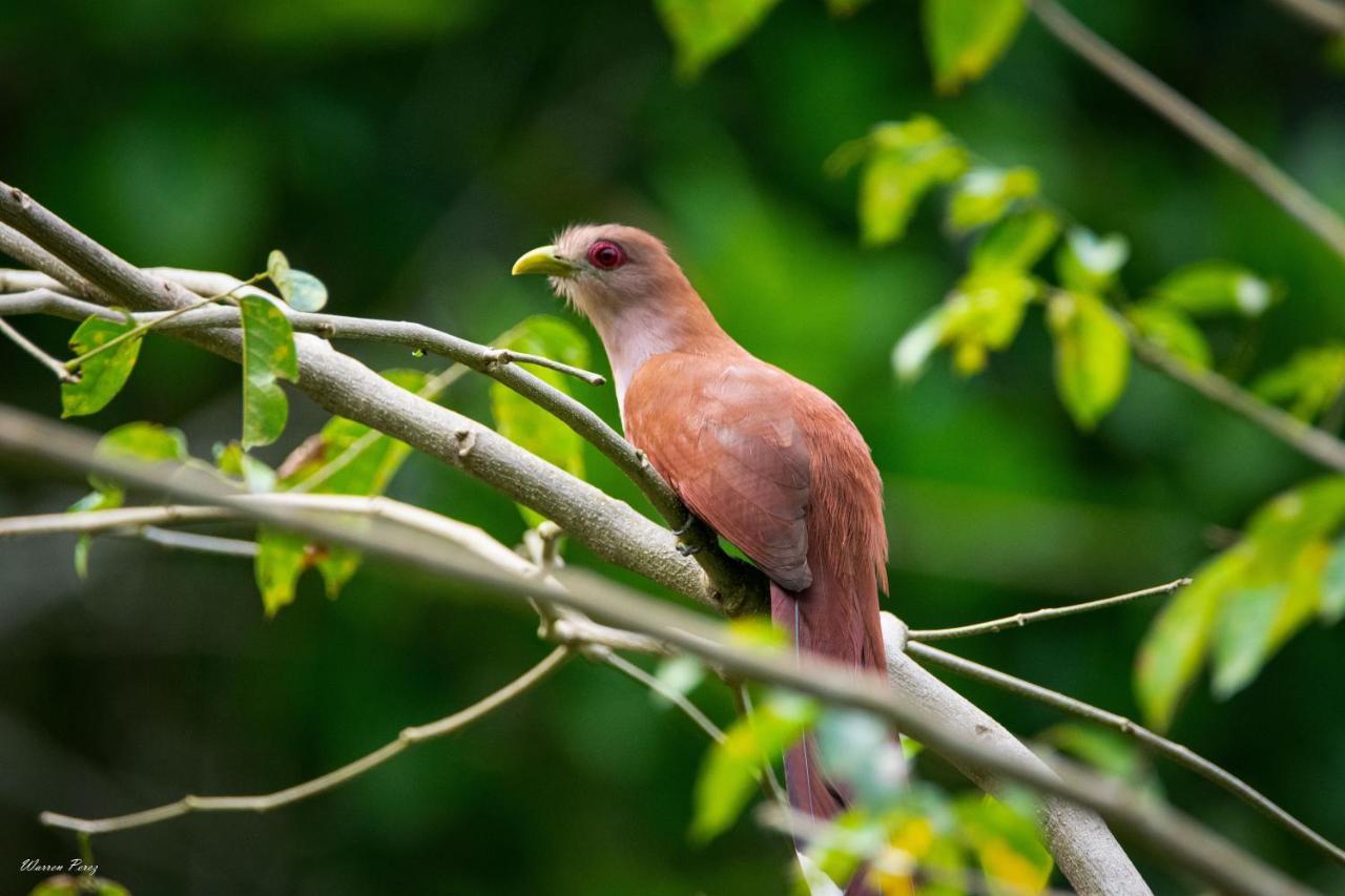 Shimiyacu Amazon Lodge Тарапото Экстерьер фото